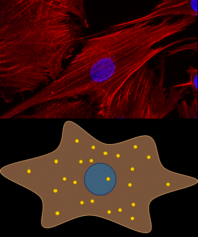 mechanotransduction